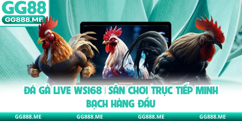 Đá Gà Live WS168 | Sân Chơi Trực Tiếp Minh Bạch Hàng Đầu